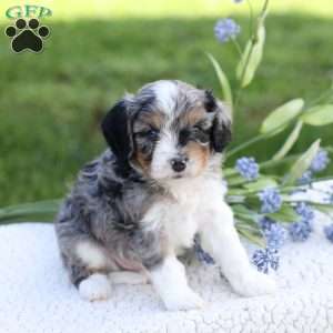 Lane, Cavapoo Puppy